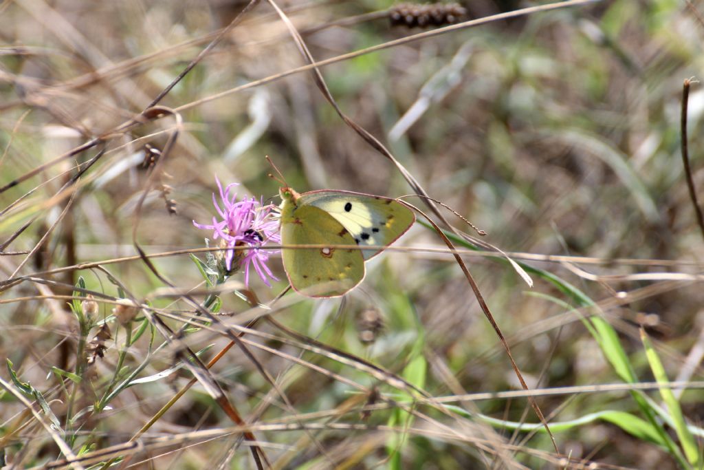 Colias crocea